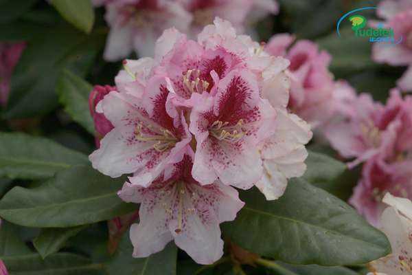 Rhododendron Manturana
